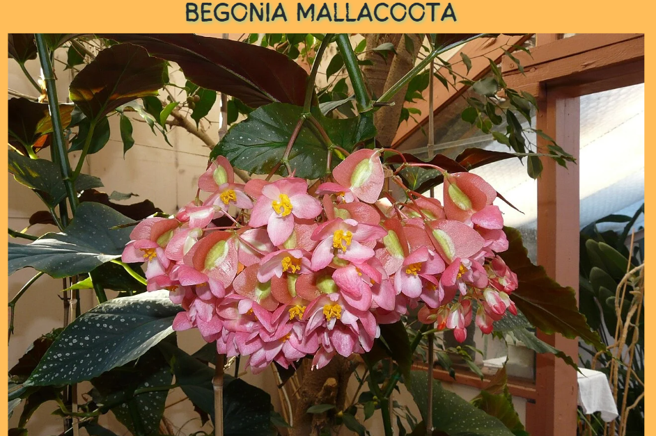 begonia mallacoota